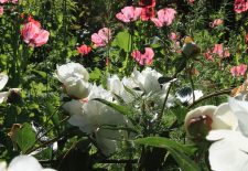 Les Jardins de Cadiot