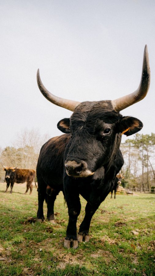 Parc du Thot – vache