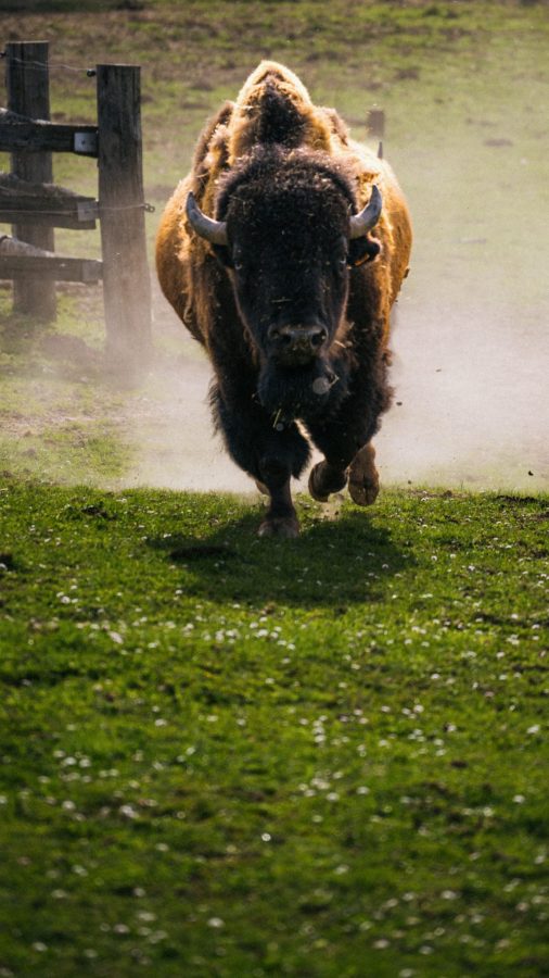 Parc du Thot – Bison au galop