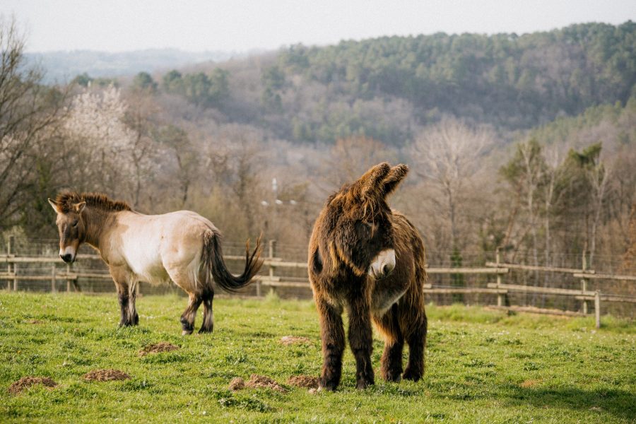 Parc du Thot – âne