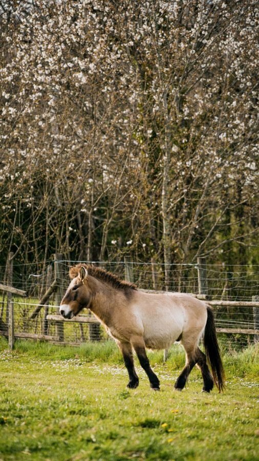 Parc du Thot – buchowksi