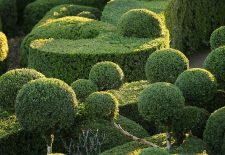 Jardins de Marqueyssac – Belvédère de la Dordogne