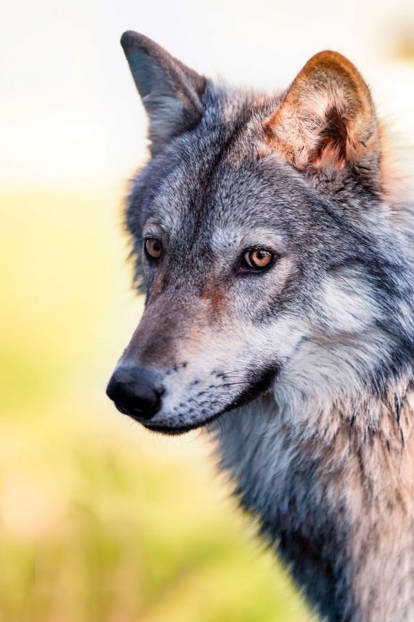 Parc du Thot – Loup de face