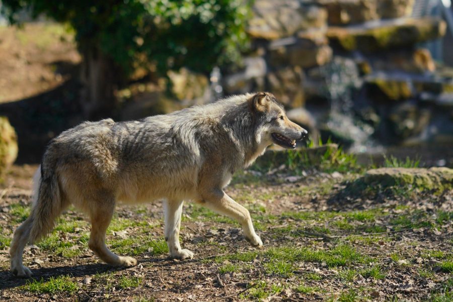 Parc du Thot – loup de face