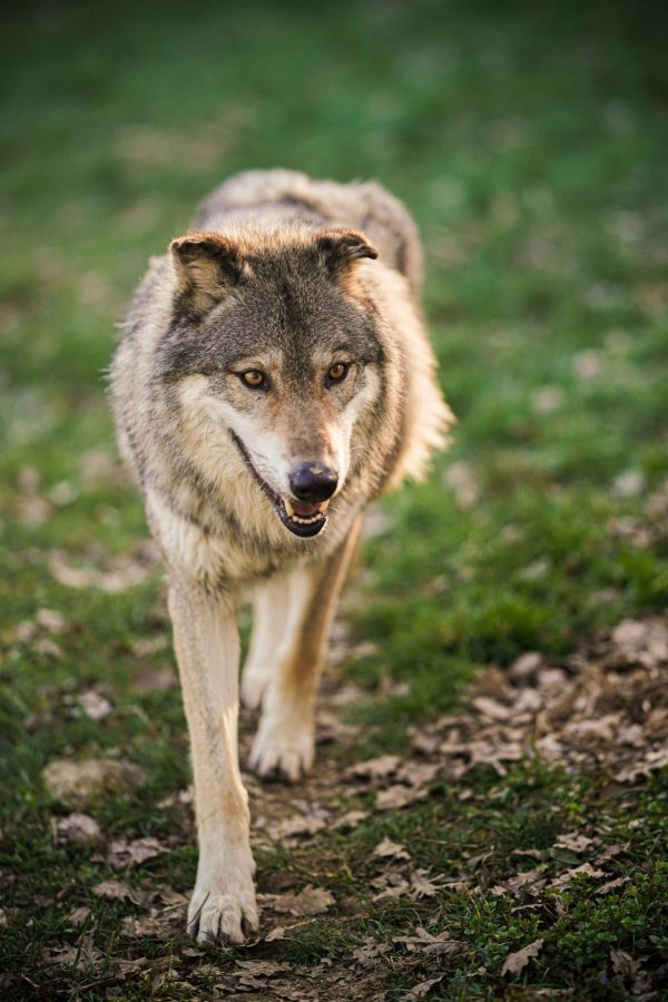Parc du Thot – loup beau gosse