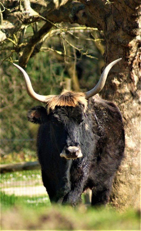 Parc du Thot – Auroch