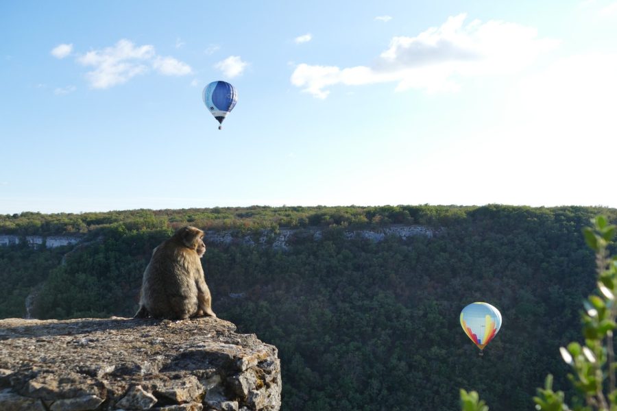 la_foret_des_singes_montgolfieres