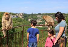La Forêt des Singes