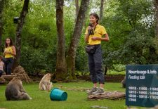 La Forêt des Singes
