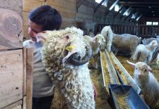 La Ferme des 4 vents