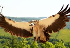 Rocher des Aigles