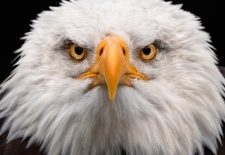Rocher des Aigles