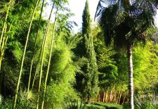 Jardin les Bambous de Planbuisson