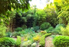 Jardin les Bambous de Planbuisson