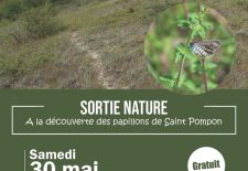 A la découverte des papillons