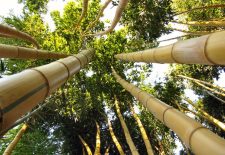 Jardin les Bambous de Planbuisson