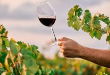 Soirées Vigneronnes au Domaine de Lasfargues