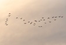 Conférence : Les oiseaux migrateurs