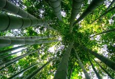 Jardin les Bambous de Planbuisson