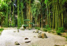 Jardin les Bambous de Planbuisson