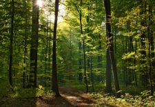 Balade commentée – Forêt Perigord Noir