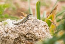 Terre en vert : Approche et présentation des reptiles locaux