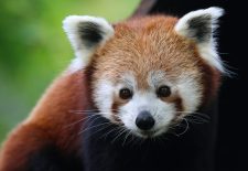 Réserve Zoologique de Calviac