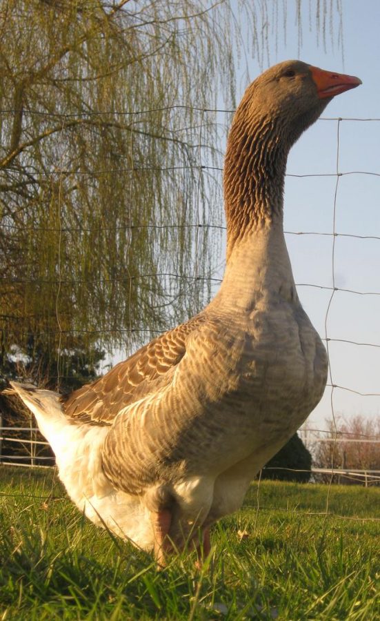 Bois Bareirou_P. Catinel (1)