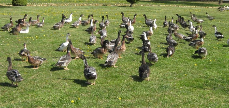 Bois Bareirou_P. Catinel (2)