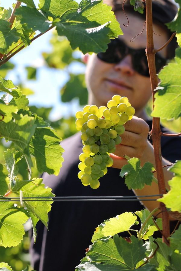 Domaine Chante l’Oiseau