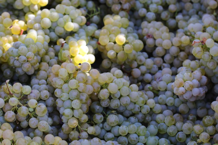 Domaine Chante l’Oiseau