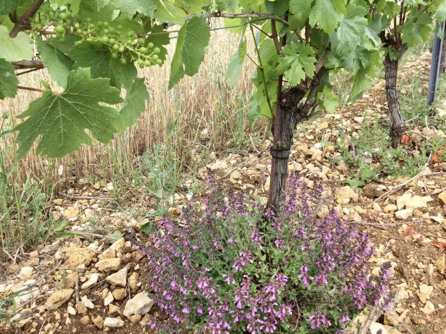 Domaine de Lasfargues