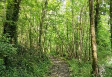 La Forêt du Perigord Noir: Balade commentée