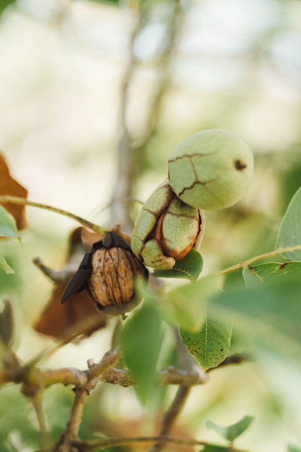 Les Noyeraies du landers-154