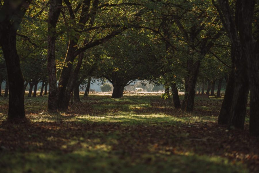 Les Noyeraies du landers-43