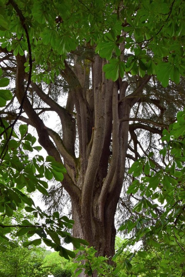 PCU_Cèdre du Liban_Saint Léon sur Vézère_juillet 2021 ©V.Bertrand
