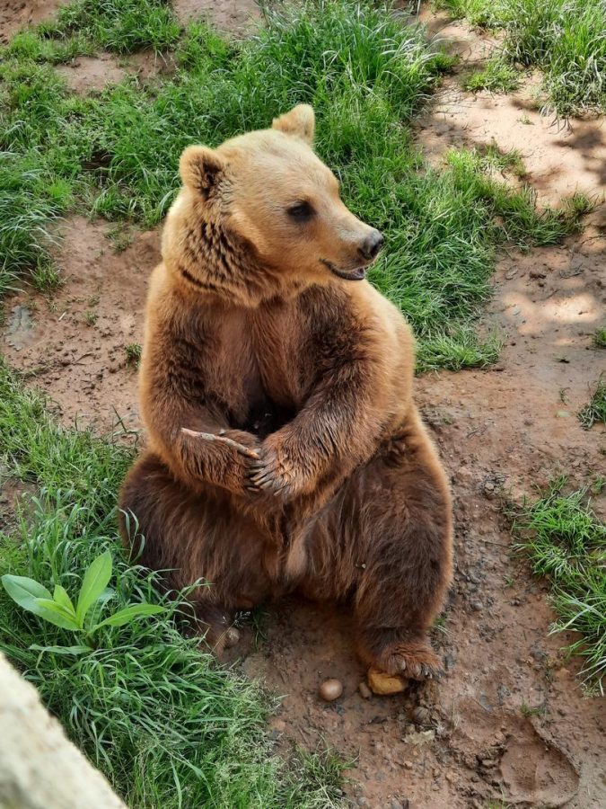 PCU_Le Regourdou_ours 7_Montignac_Mars 2022©Michèle Constant