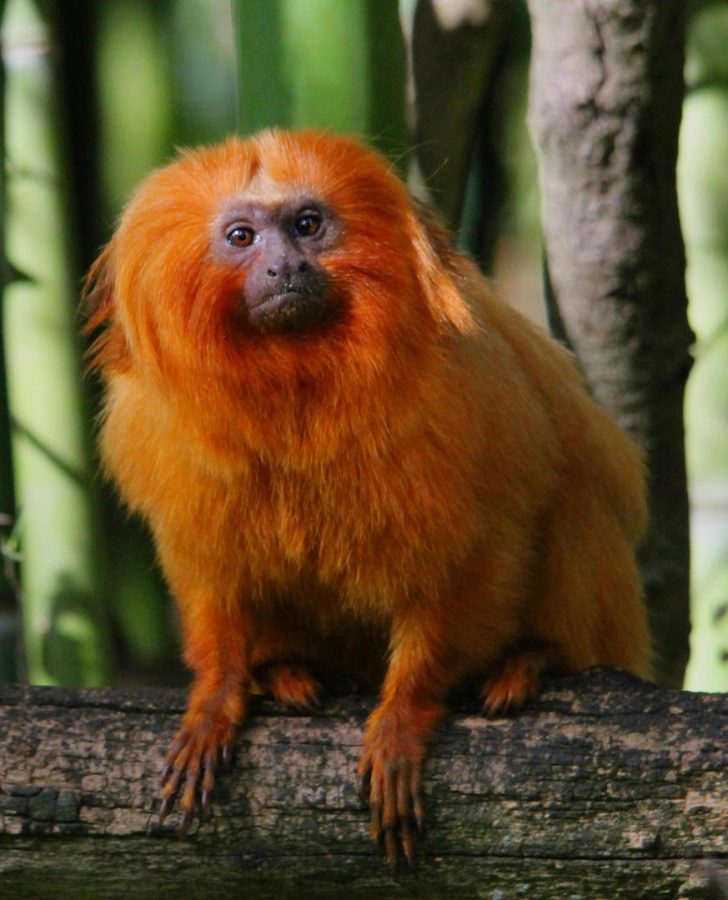 Reserve_Zoologique_de_Calviac