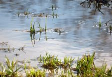 Découverte de la mare et de ses habitants