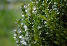 Rendez-vous au jardin : la Chartreuse de Conty