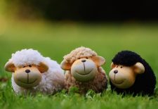 Fête de la transhumance à Florimont Gaumier