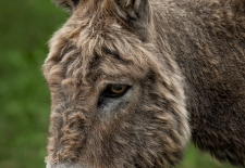 Balade d &lsquo;Avril