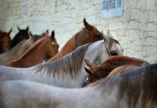 Concours endurance équestre