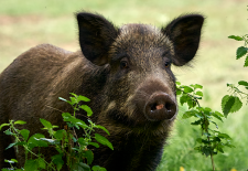 Un dimanche à la chasse