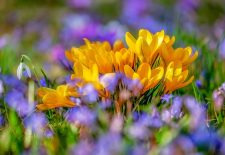 Campagnac-Lès-Quercy fête le Printemps
