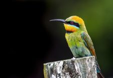 Concert : L&rsquo;aventure sonore « Birds »