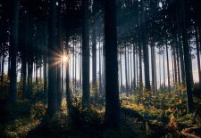 Sortie journée : influence de la géologie sur nos forêts