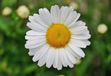 Marche gourmande: La Marguerite de Loubéjac