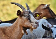 L’Eté à la ferme : La chèvre et le chou