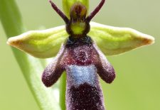 Balade botanique :découvrir les orchidées
